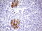 Phakinin antibody, LS-C790242, Lifespan Biosciences, Immunohistochemistry paraffin image 