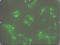 STEAP Family Member 1 antibody, LS-B3003, Lifespan Biosciences, Immunofluorescence image 