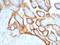 Glycoprotein hormones alpha chain antibody, M00739, Boster Biological Technology, Immunohistochemistry frozen image 