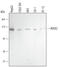 Rho Associated Coiled-Coil Containing Protein Kinase 2 antibody, AF4790, R&D Systems, Western Blot image 