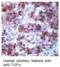 Transforming Growth Factor Alpha antibody, GTX15541, GeneTex, Immunohistochemistry paraffin image 