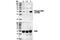 Nucleophosmin 1 antibody, 3541S, Cell Signaling Technology, Western Blot image 