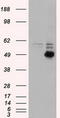 CD4 antibody, LS-C784299, Lifespan Biosciences, Western Blot image 