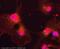 Sclerostin antibody, ab85799, Abcam, Immunofluorescence image 
