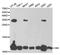 Diazepam Binding Inhibitor, Acyl-CoA Binding Protein antibody, PA5-76729, Invitrogen Antibodies, Western Blot image 