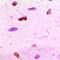 GATA Binding Protein 2 antibody, LS-C667783, Lifespan Biosciences, Immunohistochemistry paraffin image 