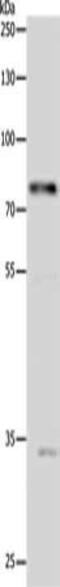 Signal Transducer And Activator Of Transcription 1 antibody, CSB-PA563679, Cusabio, Western Blot image 