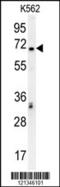 Transcription Factor 4 antibody, 62-039, ProSci, Western Blot image 