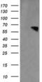 Rhotekin antibody, MA5-26050, Invitrogen Antibodies, Western Blot image 