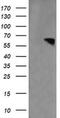 Rhotekin antibody, MA5-26050, Invitrogen Antibodies, Western Blot image 