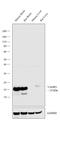 Vesicle Associated Membrane Protein 3 antibody, PA1-767A, Invitrogen Antibodies, Western Blot image 