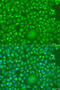 Interferon Omega 1 antibody, 15-856, ProSci, Immunofluorescence image 