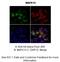 Mitogen-Activated Protein Kinase 15 antibody, 27-020, ProSci, Immunohistochemistry frozen image 