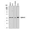 Ephrin A3 antibody, MAB359, R&D Systems, Western Blot image 