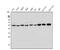 Tubulin Alpha 1a antibody, A03989-1, Boster Biological Technology, Western Blot image 