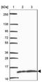 Ubiquitin-like protein FUBI antibody, NBP2-32413, Novus Biologicals, Western Blot image 