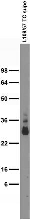 Calbindin 1 antibody, 73-448, Antibodies Incorporated, Western Blot image 