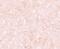 NLR Family Pyrin Domain Containing 12 antibody, PA5-21027, Invitrogen Antibodies, Immunohistochemistry frozen image 