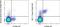 Ly55c antibody, 64-5941-82, Invitrogen Antibodies, Flow Cytometry image 