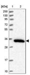 Olfactory Receptor Family 7 Subfamily C Member 1 antibody, NBP2-13714, Novus Biologicals, Western Blot image 