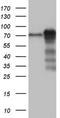 Metadherin antibody, NBP2-46026, Novus Biologicals, Western Blot image 