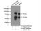 TEA Domain Transcription Factor 1 antibody, 13283-1-AP, Proteintech Group, Immunoprecipitation image 