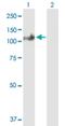 SECIS Binding Protein 2 antibody, H00079048-B01P, Novus Biologicals, Western Blot image 