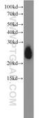 Apolipoprotein D antibody, 10520-1-AP, Proteintech Group, Western Blot image 