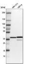 Annexin A1 antibody, HPA011271, Atlas Antibodies, Western Blot image 