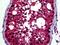 Tubulin Beta 3 Class III antibody, 48-004, ProSci, Immunohistochemistry frozen image 