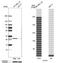 Chloride Intracellular Channel 4 antibody, HPA008019, Atlas Antibodies, Western Blot image 