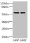 Relaxin-3 receptor 1 antibody, LS-C676439, Lifespan Biosciences, Western Blot image 