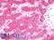Paraoxonase 1 antibody, LS-B10783, Lifespan Biosciences, Immunohistochemistry paraffin image 