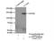 Sperm Antigen With Calponin Homology And Coiled-Coil Domains 1 Like antibody, 25390-1-AP, Proteintech Group, Immunoprecipitation image 