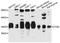 Cathepsin Z antibody, STJ23286, St John