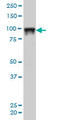 Splicing Factor Proline And Glutamine Rich antibody, LS-B5530, Lifespan Biosciences, Western Blot image 