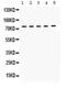 Kinesin Family Member 3A antibody, PA5-79555, Invitrogen Antibodies, Western Blot image 