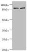 GRIP And Coiled-Coil Domain Containing 1 antibody, CSB-PA846598LA01HU, Cusabio, Western Blot image 