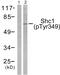 SHC Adaptor Protein 1 antibody, PA5-38073, Invitrogen Antibodies, Western Blot image 