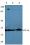 14-3-3 Eta antibody, PA5-75298, Invitrogen Antibodies, Western Blot image 