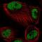 SET Domain Containing 1A, Histone Lysine Methyltransferase antibody, NBP2-49281, Novus Biologicals, Immunofluorescence image 