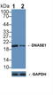 Deoxyribonuclease 1 antibody, LS-C293671, Lifespan Biosciences, Western Blot image 