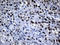 Opa Interacting Protein 5 antibody, LS-C800067, Lifespan Biosciences, Immunohistochemistry paraffin image 