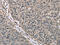 Ras Homolog, MTORC1 Binding antibody, CSB-PA124825, Cusabio, Immunohistochemistry paraffin image 