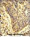 Pleckstrin Homology And RhoGEF Domain Containing G6 antibody, PA5-72497, Invitrogen Antibodies, Immunohistochemistry paraffin image 