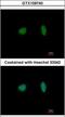 Minichromosome Maintenance Complex Component 4 antibody, GTX109740, GeneTex, Immunofluorescence image 