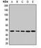 TEA Domain Transcription Factor 4 antibody, orb412248, Biorbyt, Western Blot image 