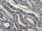 Prolyl 3-Hydroxylase 1 antibody, LS-C174139, Lifespan Biosciences, Immunohistochemistry frozen image 