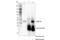 MAGE-3 antigen antibody, 25800S, Cell Signaling Technology, Immunoprecipitation image 