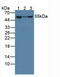 FKBP Prolyl Isomerase 4 antibody, MBS2027324, MyBioSource, Western Blot image 